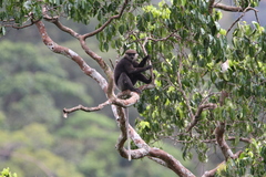 Semnopithecus vetulus