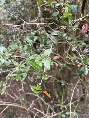 Berberis kawakamii, photograph (c) 銀杏, some rights reserved (CC BY)