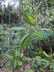 Nepenthes distillatoria