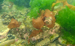Scobinichthys granulatus