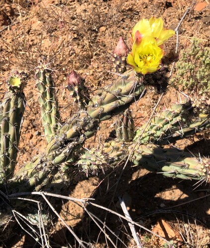 California Cholla (Cylindropuntia californica)