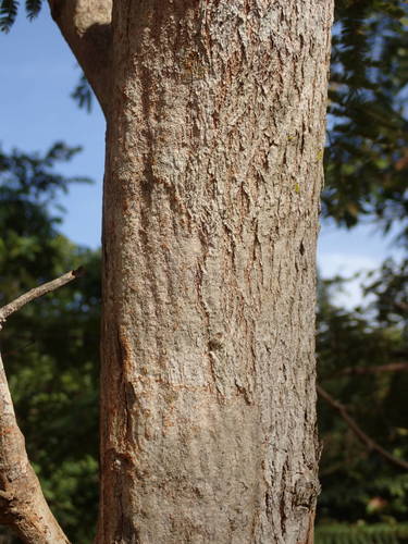 Acacia macrostachya image
