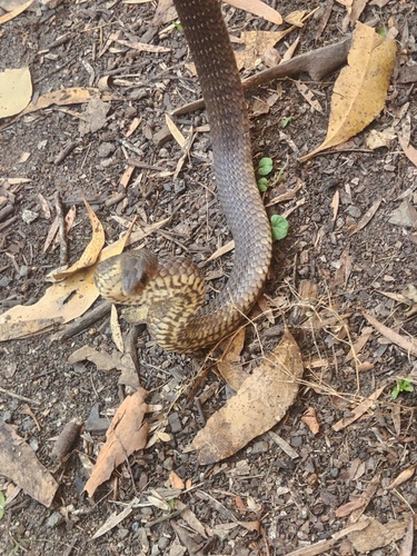 Eastern Brown Snake sighting