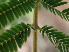Acacia macrostachya image