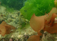 Scobinichthys granulatus