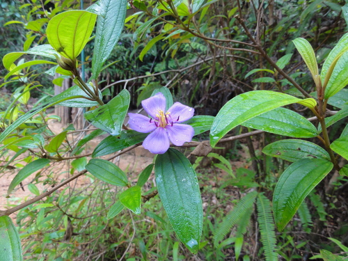 Melastoma malabathricum