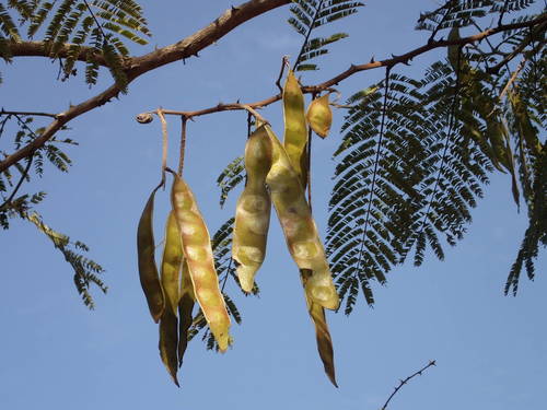 Acacia macrostachya image