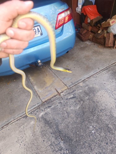 Common Tree Snake sighting