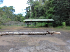 Haemadipsa zeylanica