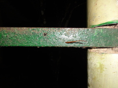 Haemadipsa zeylanica