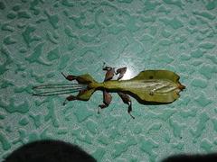 Pulchriphyllium bioculatum