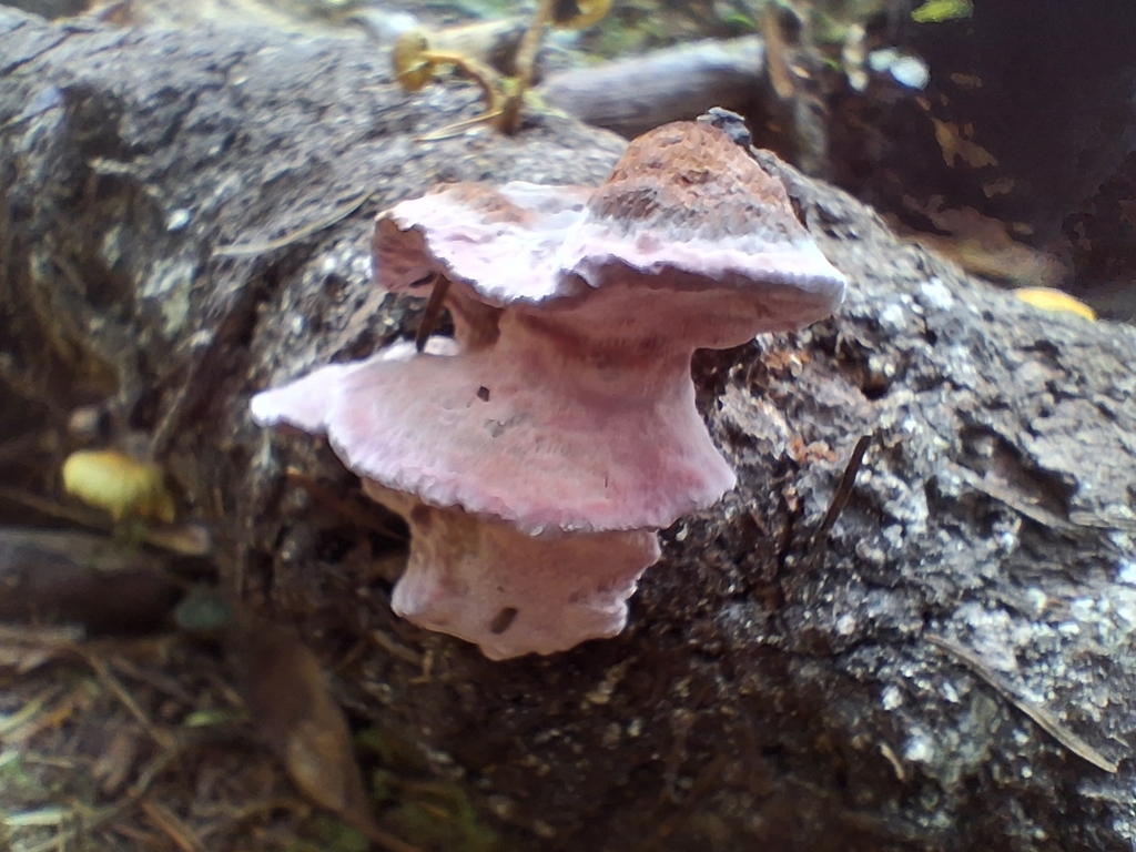 Fomitopsis cajanderi · December 2025 · photo: © maridenn05 (iNaturalist, cc-by)
