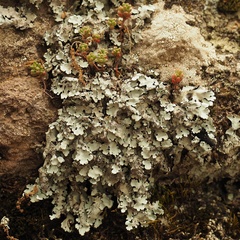 Parmelina pastillifera