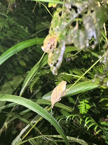Boulenger’s Pygmy Chameleon