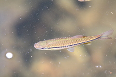 Rasbora dandia