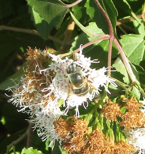 Unknown species found near Pflugerville, TX, USA
