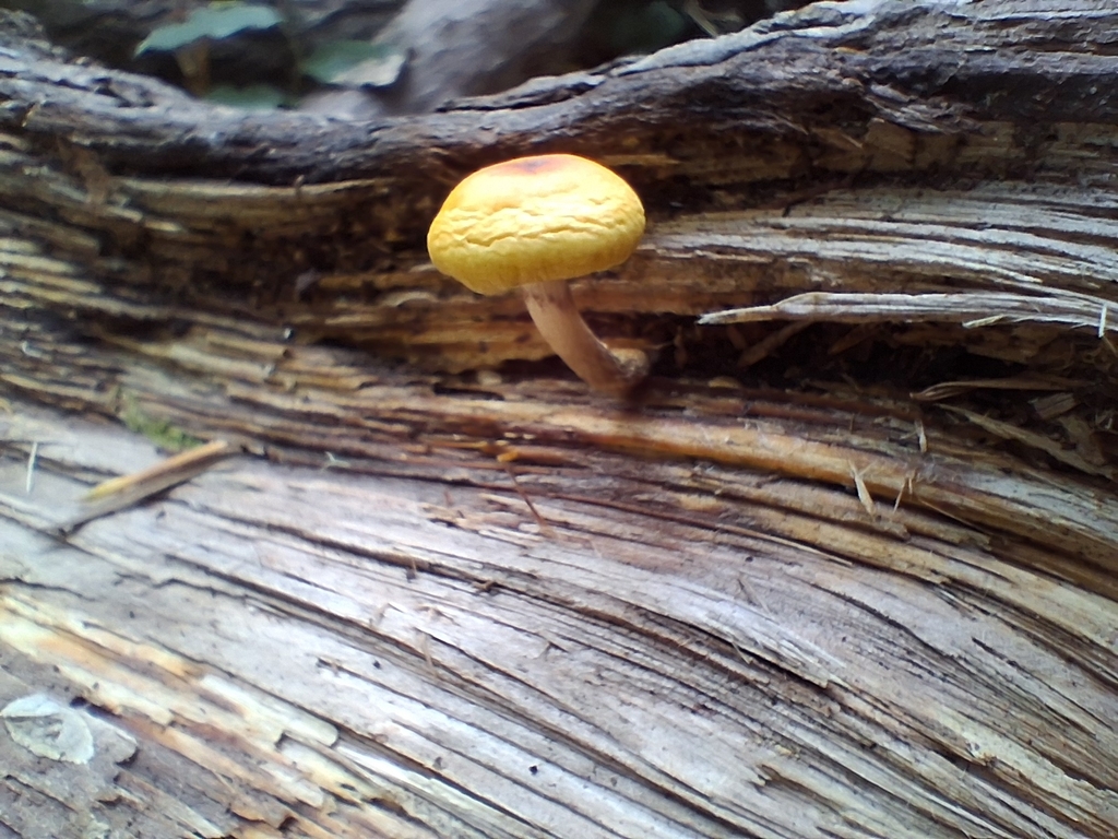 Hypholoma capnoides · December 2025 · photo: © maridenn05 (iNaturalist, cc-by)