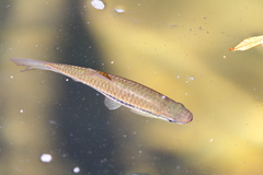 Rasbora dandia