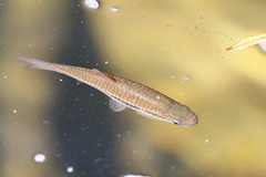 Rasbora dandia