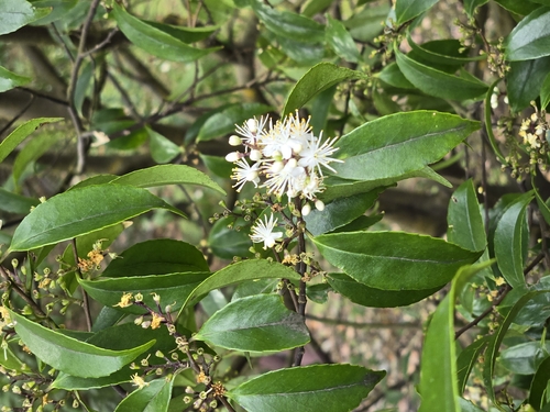 Symplocos sumuntia, photograph 1