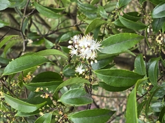 Symplocos sumuntia, photograph (c) 賴碧珠, some rights reserved (CC BY)