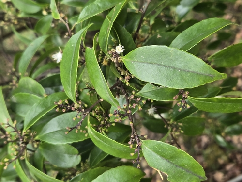 Symplocos sumuntia, photograph 2