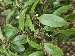 Symplocos sumuntia, photograph (c) 賴碧珠, some rights reserved (CC BY)