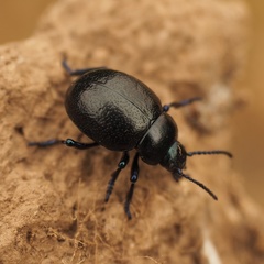 Timarcha sardea