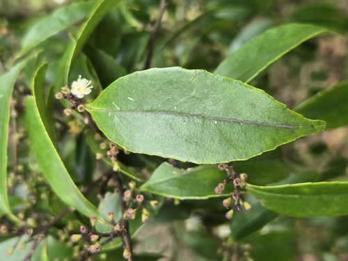 Symplocos sumuntia, photograph 3