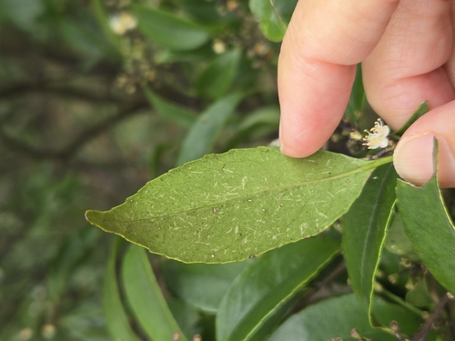 Symplocos sumuntia, photograph 4