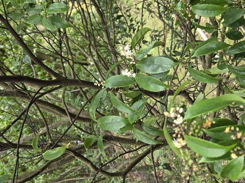 Symplocos sumuntia, photograph 5