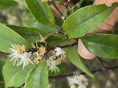 Symplocos sumuntia, photograph (c) 賴碧珠, some rights reserved (CC BY)