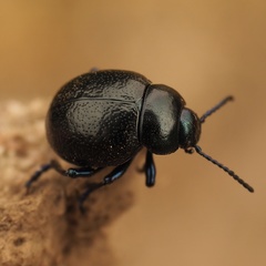 Timarcha sardea