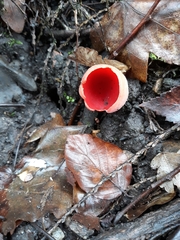 Sarcoscypha