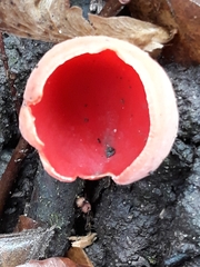 Sarcoscypha