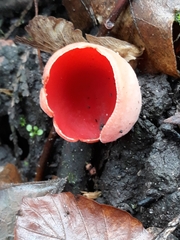 Sarcoscypha