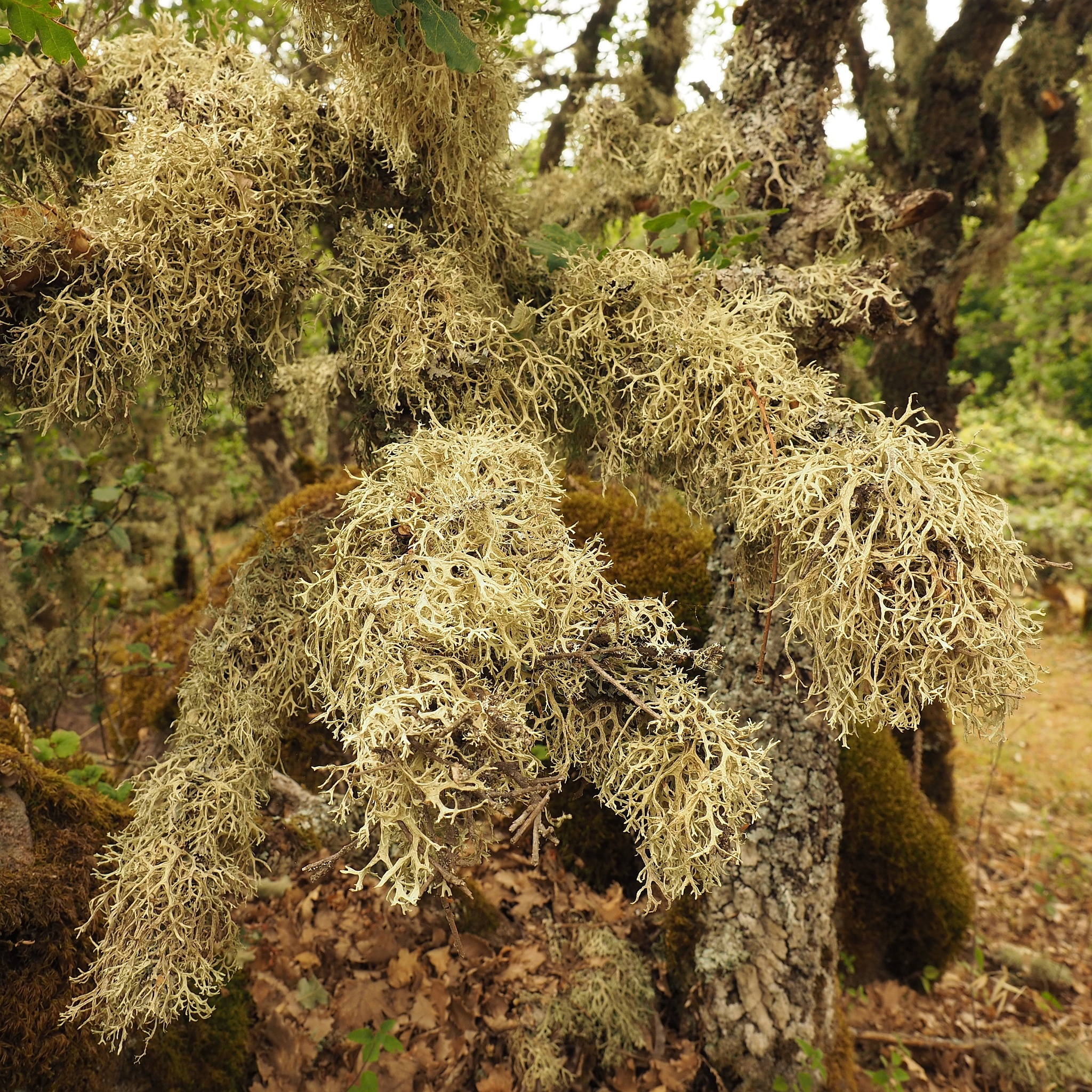 Evernia image