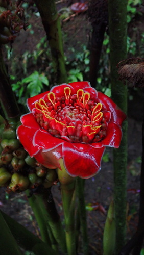 Etlingera hemisphaerica, photograph 1