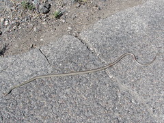 Masticophis taeniatus taeniatus