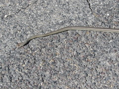 Masticophis taeniatus taeniatus