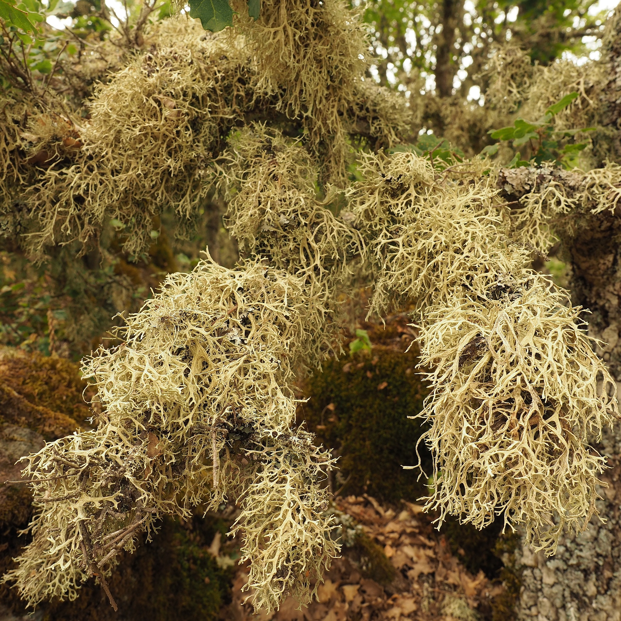 Evernia prunastri image