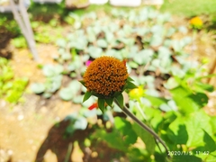 Tithonia rotundifolia