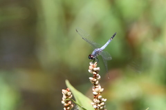 Brachydiplax sobrina