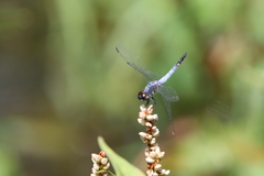 Brachydiplax sobrina