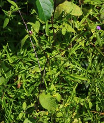 Phyllocephalum scabridum