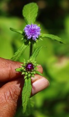 Phyllocephalum scabridum