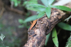 Indosylvirana