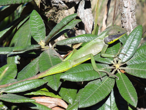 Black-cheek lizard, Calotes nigrilabris