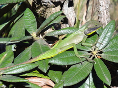 Calotes nigrilabris
