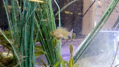 Actinopterygii